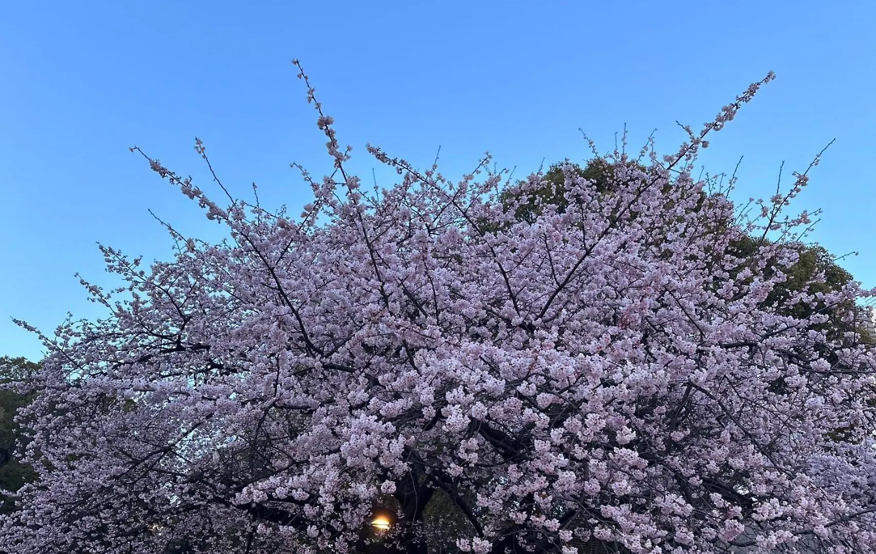 Lejlighed Akabane Apart Ment Wei Hefuyan7190 Tokyo